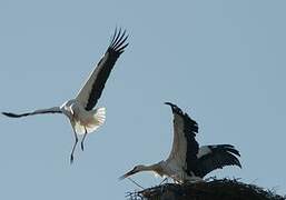 Cigogne blanche