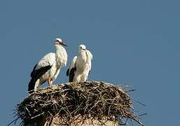 White Stork