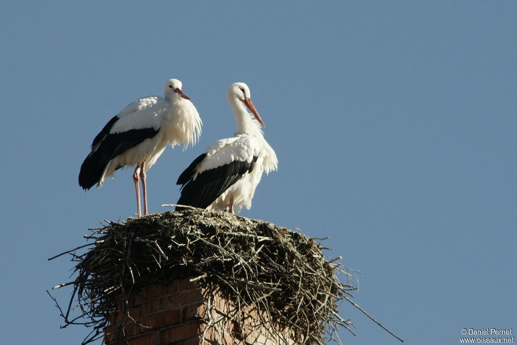 White Stork adult breeding, Reproduction-nesting