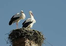 Cigogne blanche