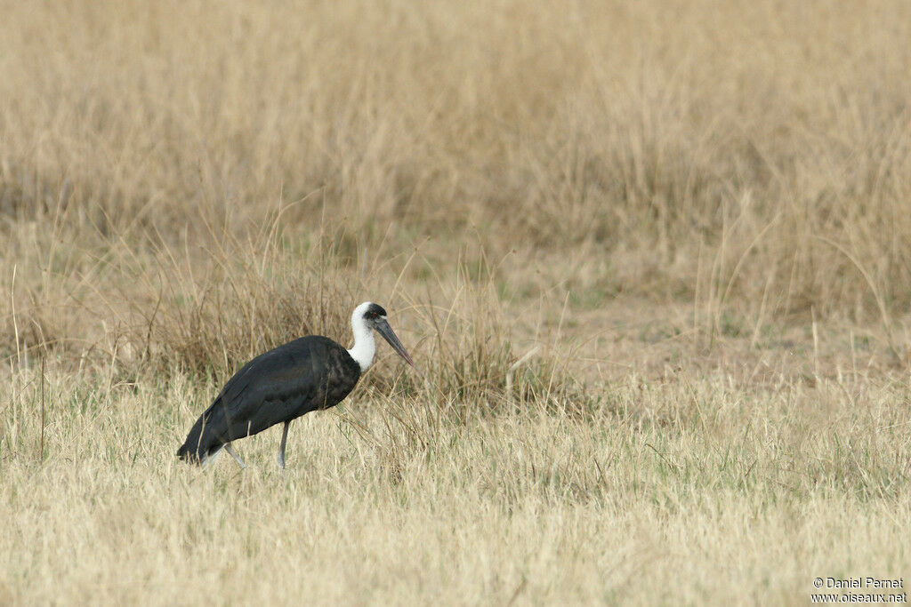 Asian Woolly-necked Storkadult, identification