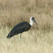 Woolly-necked Stork