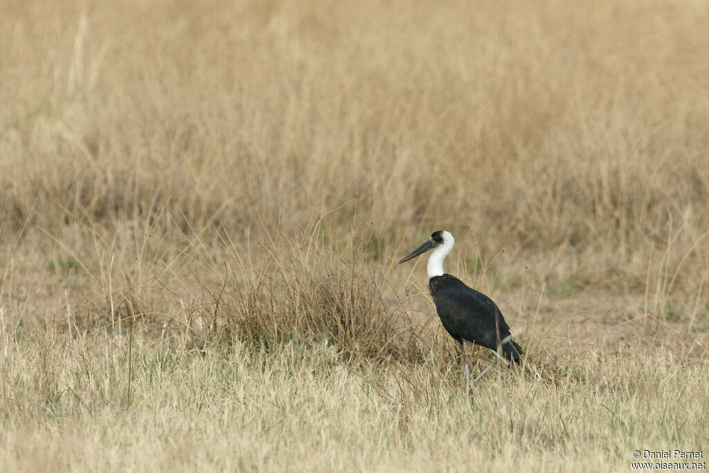 Asian Woolly-necked Storkadult, identification