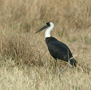 Woolly-necked Stork