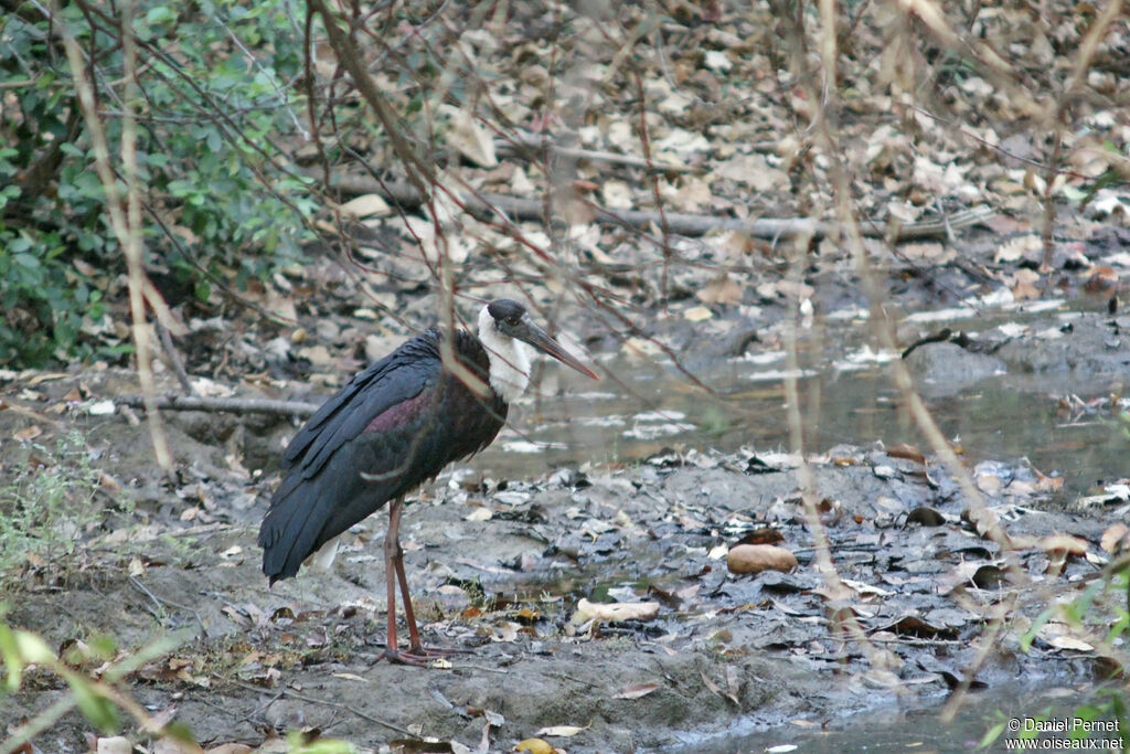 Asian Woolly-necked Storkadult, walking