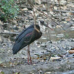 Cigogne épiscopale