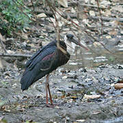 Woolly-necked Stork