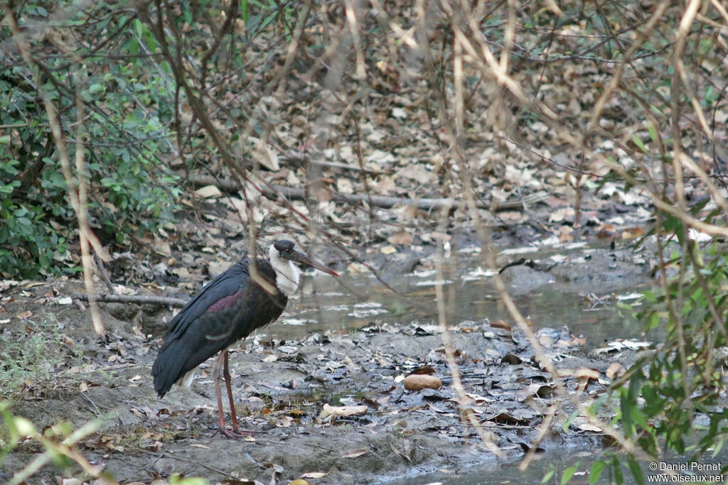 Woolly-necked Storkadult, walking