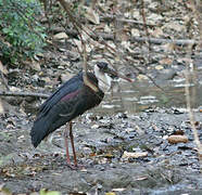 Woolly-necked Stork