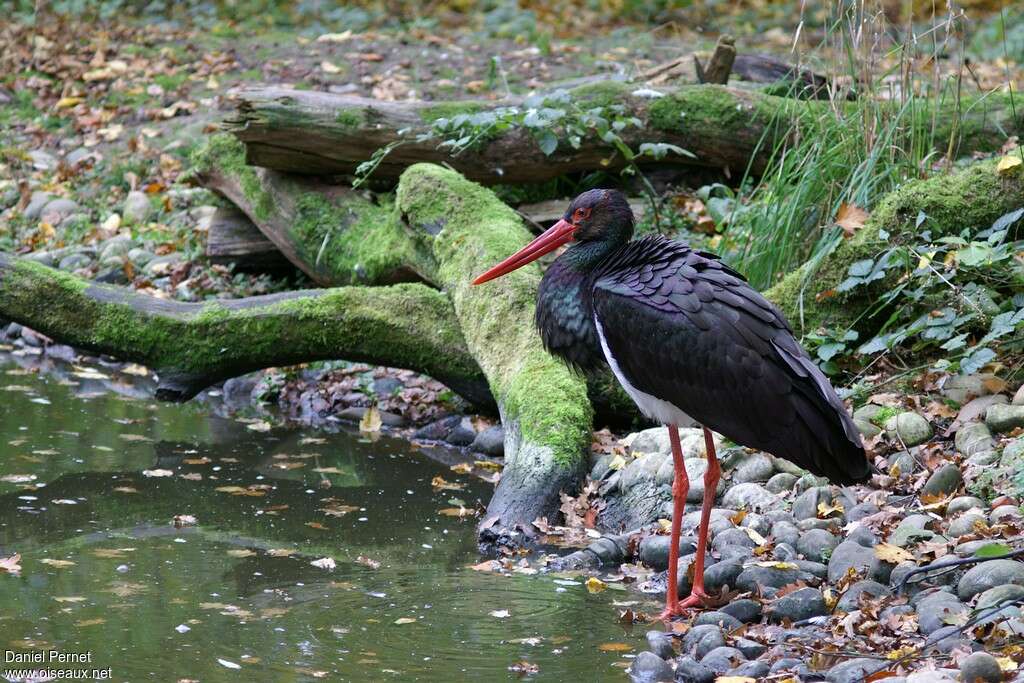 Cigogne noireadulte nuptial, habitat