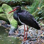 Black Stork