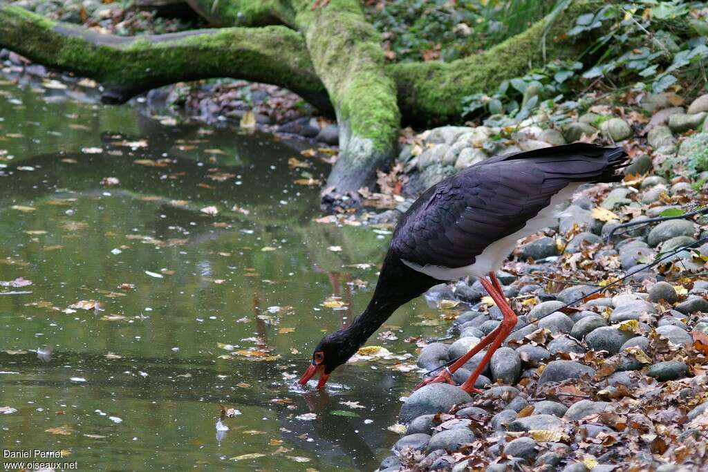 Cigogne noireadulte, pêche/chasse