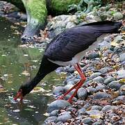 Cigogne noire