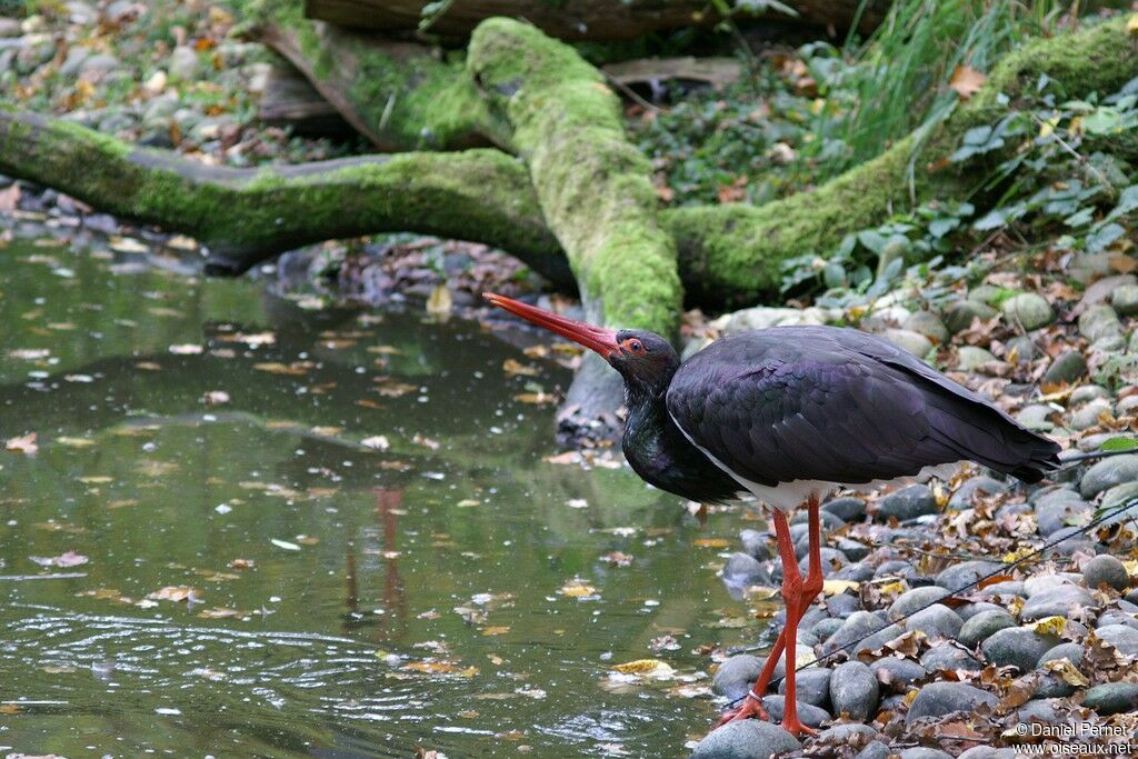 Cigogne noireadulte, identification