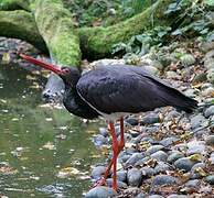 Black Stork