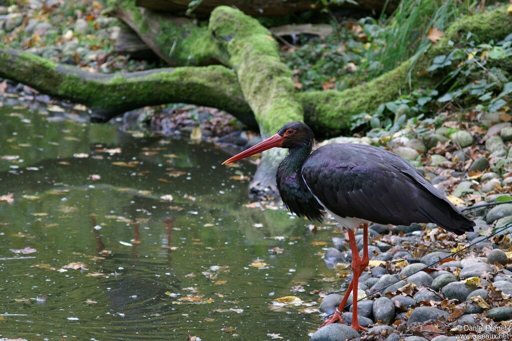 Black Storkadult, identification