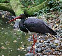 Cigogne noire