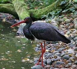 Cigogne noire