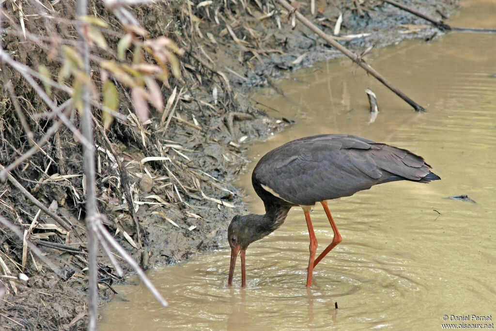 Cigogne noireadulte, pêche/chasse