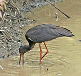 Cigogne noire