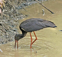 Cigogne noire