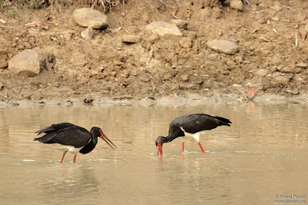 Black Storkadult, fishing/hunting