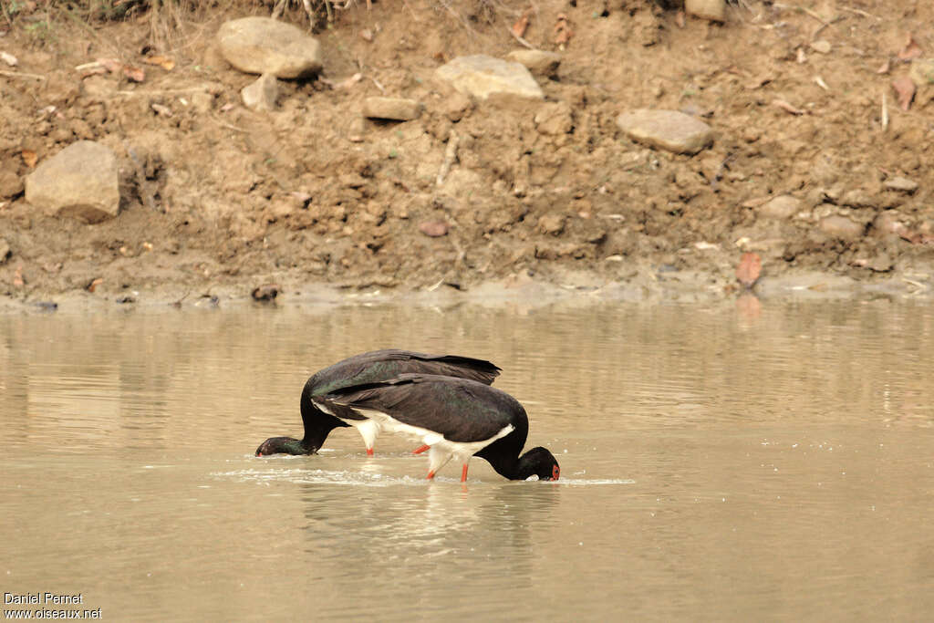 Black Storkadult, fishing/hunting