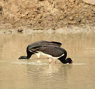 Black Stork