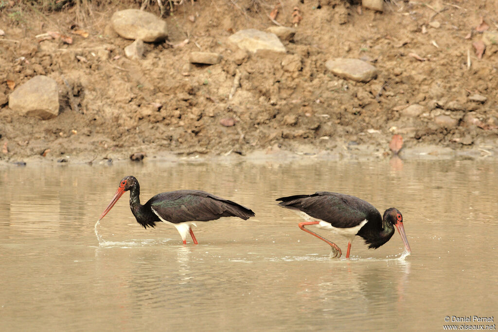 Black Storkadult, fishing/hunting