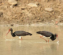 Cigogne noire