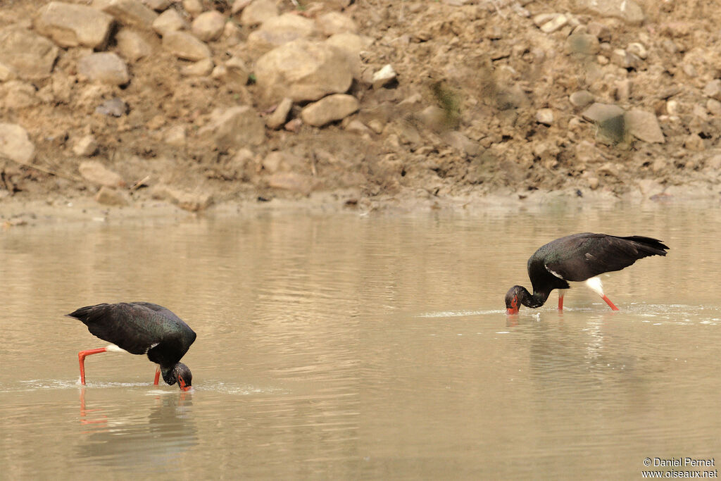 Cigogne noireadulte, pêche/chasse