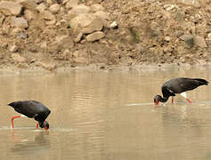 Cigogne noire