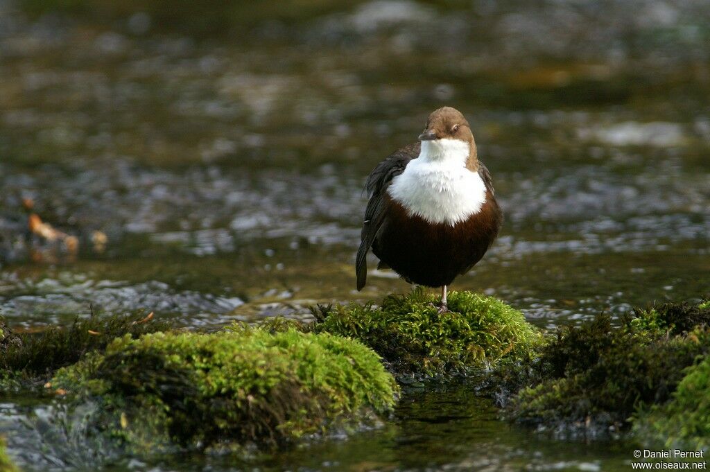 White-throated Dipperadult, Behaviour