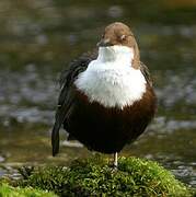 White-throated Dipper