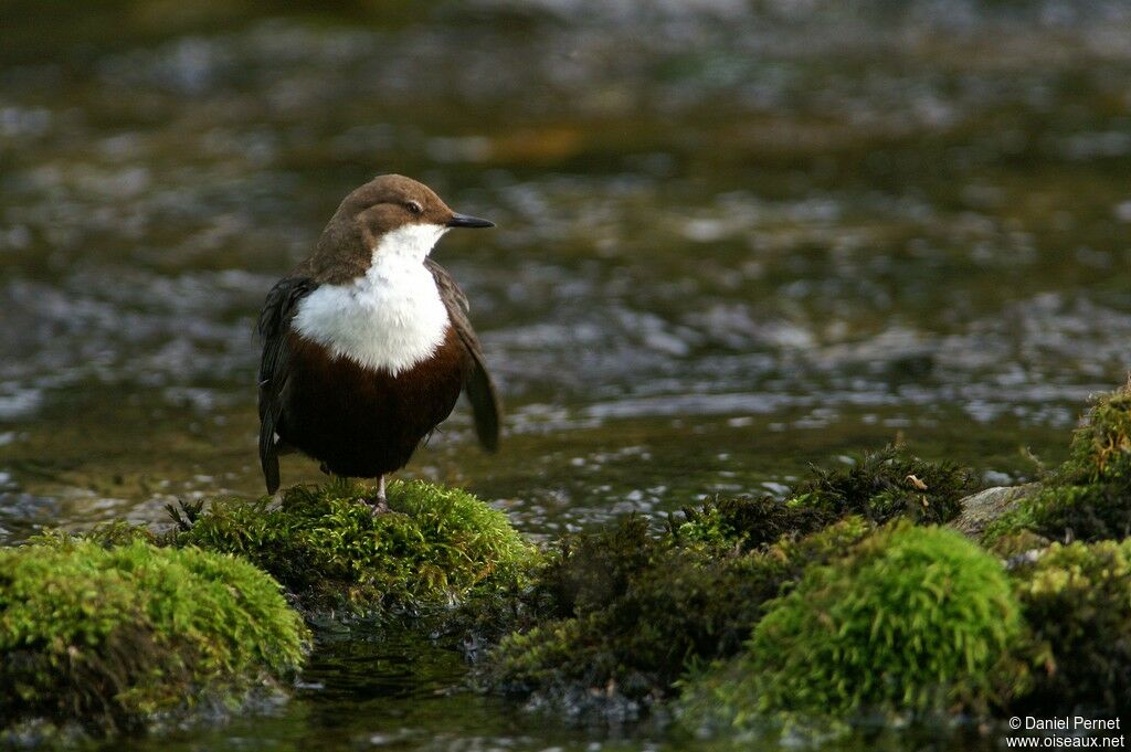 White-throated Dipperadult, Behaviour