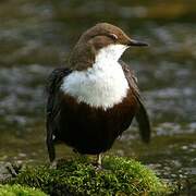 White-throated Dipper