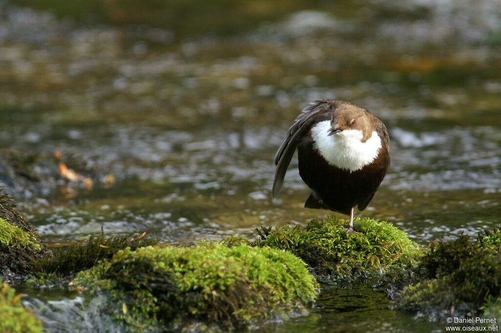 White-throated Dipperadult, Behaviour