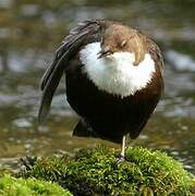 White-throated Dipper