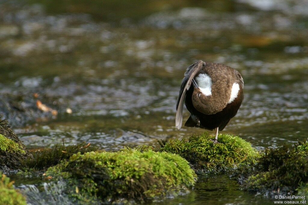 White-throated Dipperadult, Behaviour