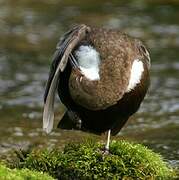 White-throated Dipper