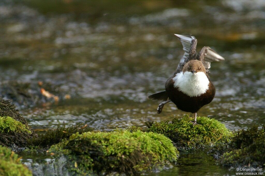 White-throated Dipper, Behaviour