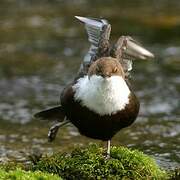 White-throated Dipper