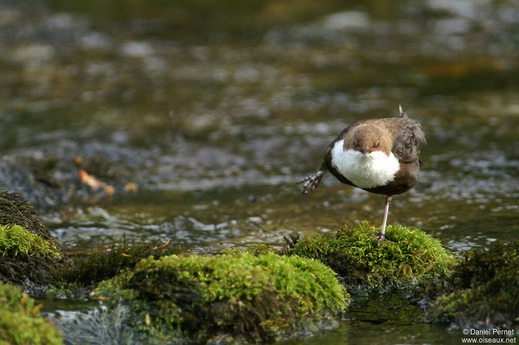 White-throated Dipperadult, Behaviour