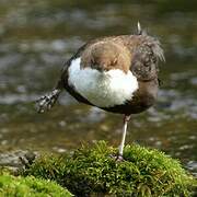 White-throated Dipper