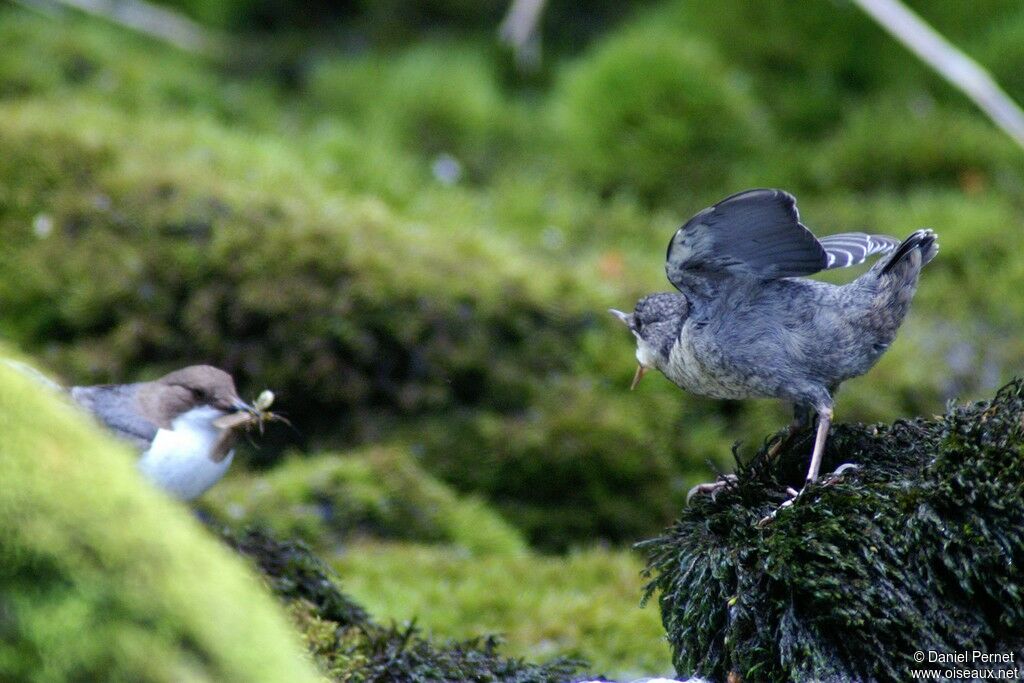 White-throated DipperFirst year, identification, Behaviour