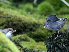 White-throated Dipper