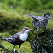 White-throated Dipper