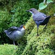 White-throated Dipper