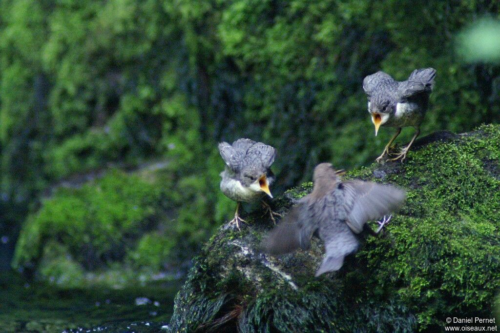 White-throated DipperFirst year, identification, Behaviour