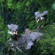 White-throated Dipper